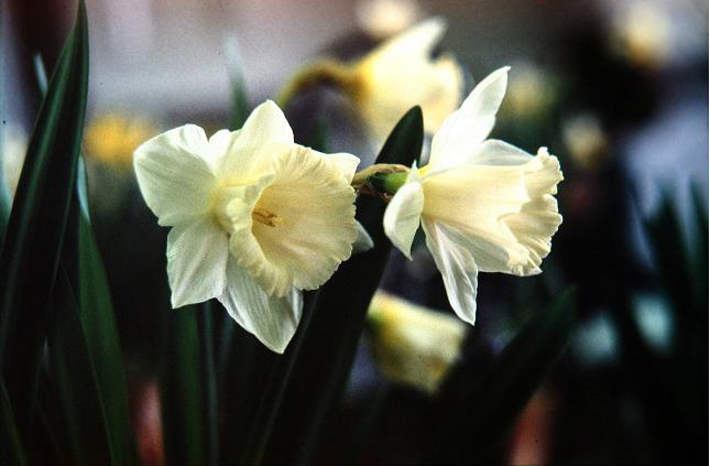 Narcissus 'Mount Hood' 