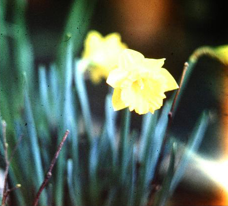 Narcissus pseudonarcissus obvallaris 