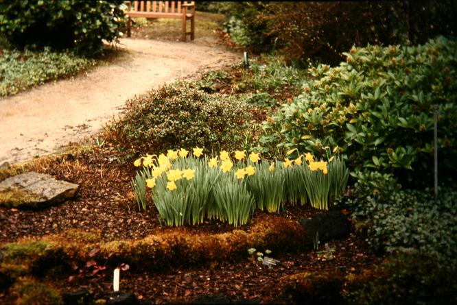 Narcissus pseudonarcissus obvallaris 
