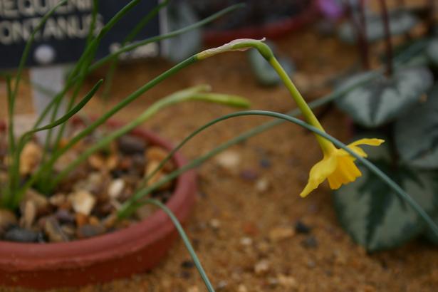 Narcissus requienii fontanus 