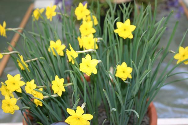 Narcissus rupicola ssp. marvieri 