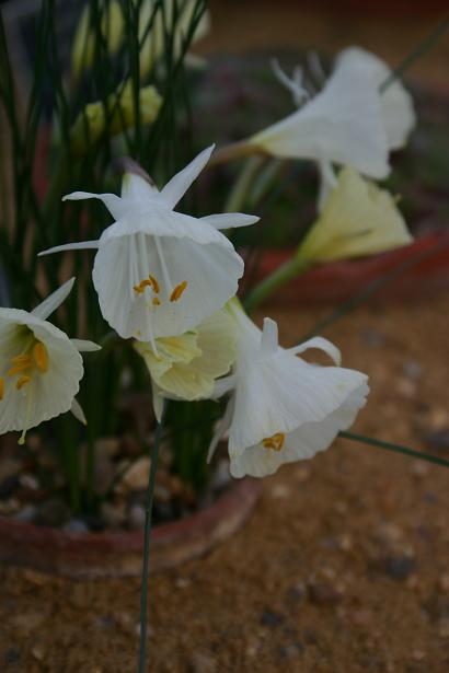 Narcissus 'Taffeta' 