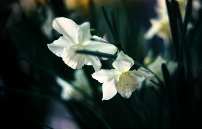 Narcissus 'Tresamble' 