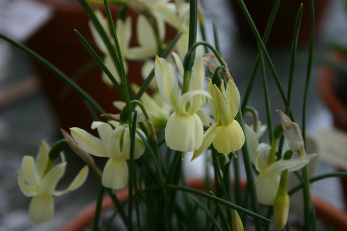Narcissus triandrus 