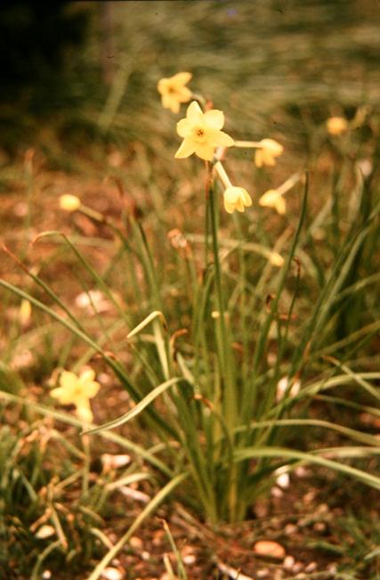 Narcissus x gracilis 