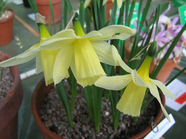 Narcissus x johnstonii 