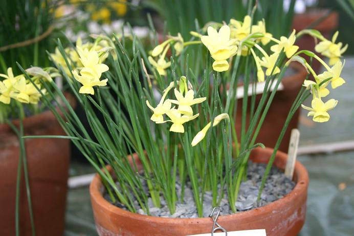 Narcissus x rupidulus 