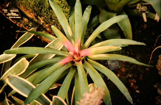 Neoregelia carolinae 