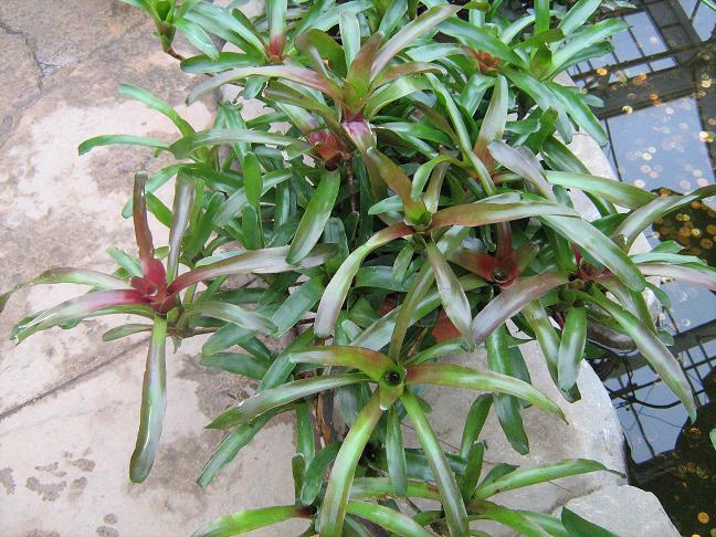 Neoregelia 'Rio of Rio' 