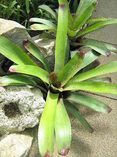 Neoregelia siedeliana 