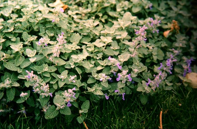 Nepeta mussinii 