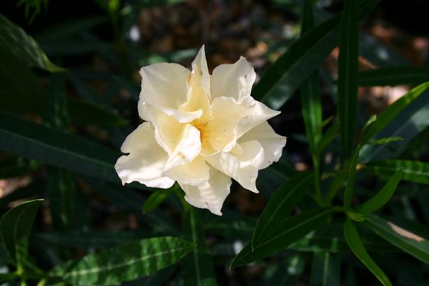 Nerium oleander 'Luteum Plenum' 