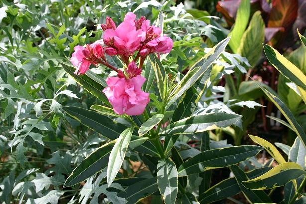 Nerium oleander 'Variegatum' 