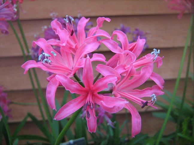  Nerine 'Bennet Poe' 