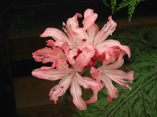  Nerine 'Berry Rose' 