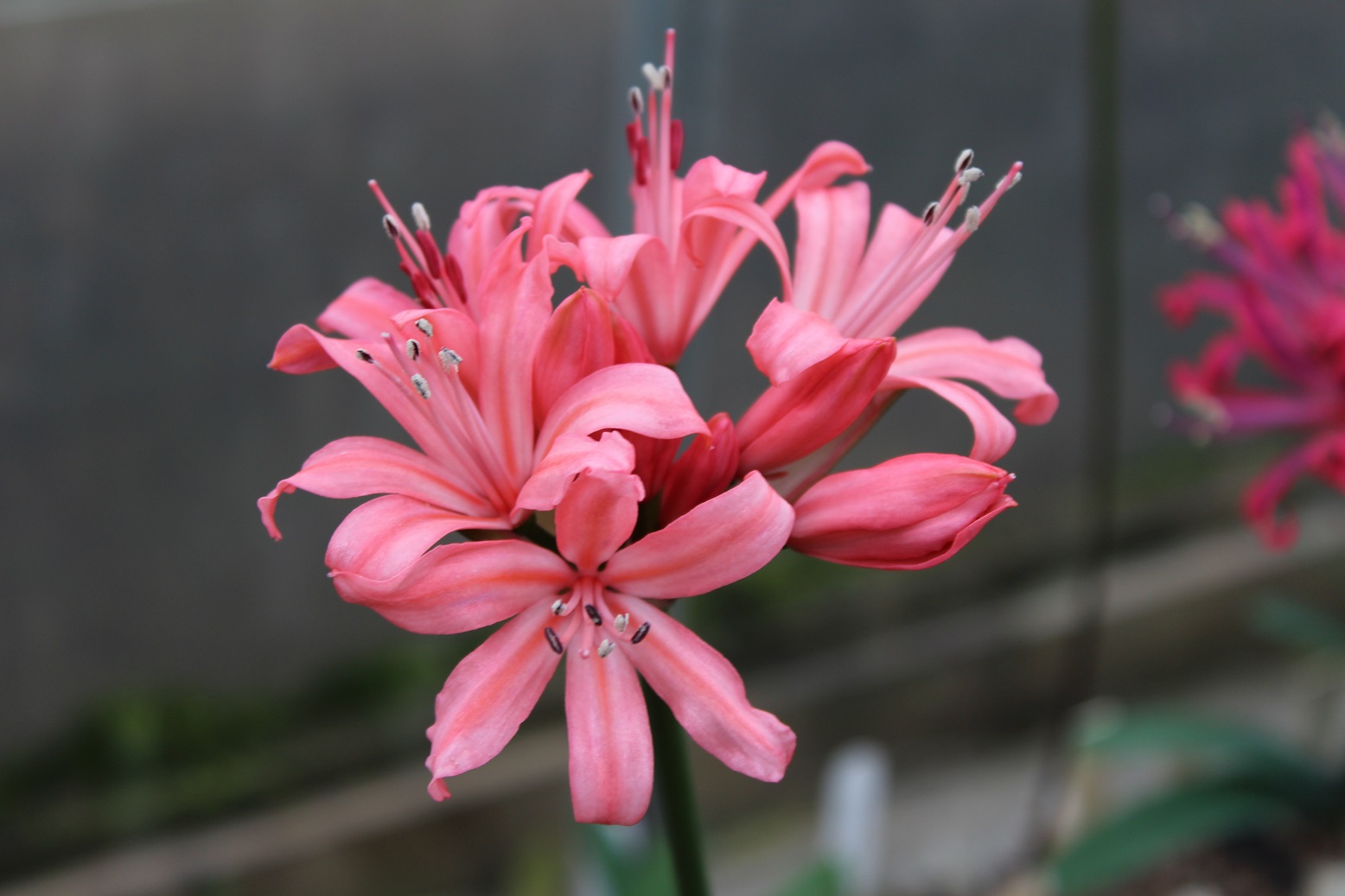  Nerine 'Caroline' 