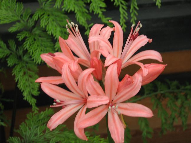  Nerine 'Caroline' 