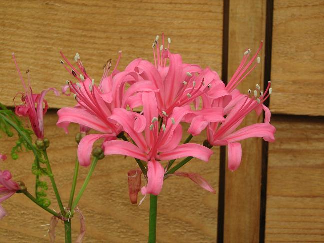  Nerine 'Charlotte' 