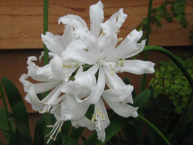  Nerine 'Crystal Palace' 