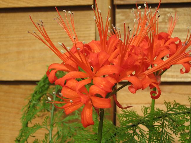  Nerine 'Cynthia Brooke' 