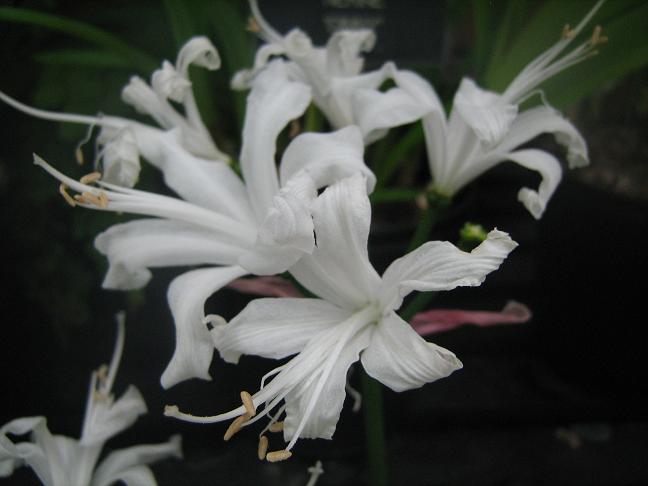  Nerine 'Druid' 