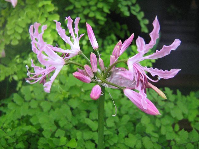  Nerine 'Erubescens' 