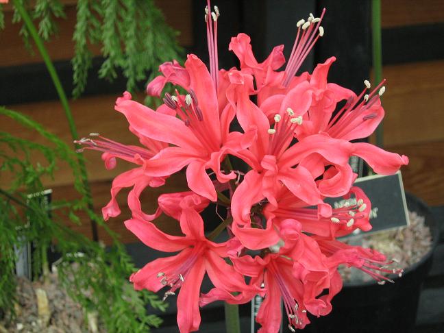  Nerine 'Fairylight' 