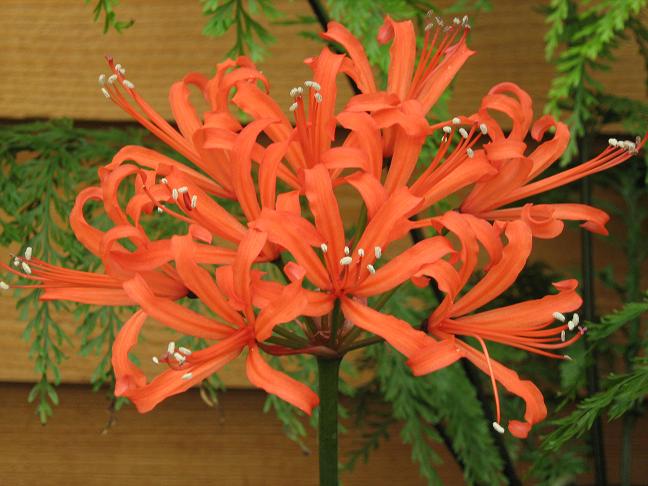  Nerine 'Ffiske' 