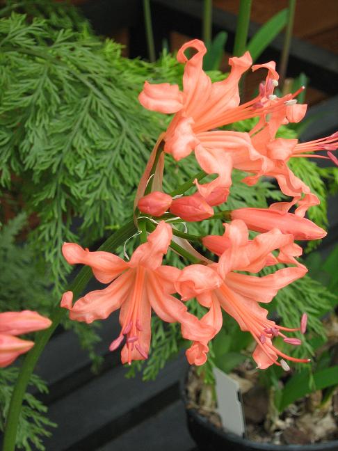  Nerine 'Ginny' 