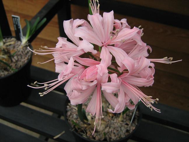  Nerine 'Helen Smith' 