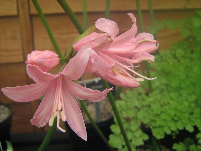  Nerine 'Helen Smith' 