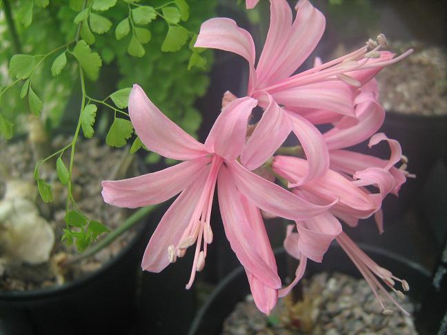  Nerine 'Helen Smith' 