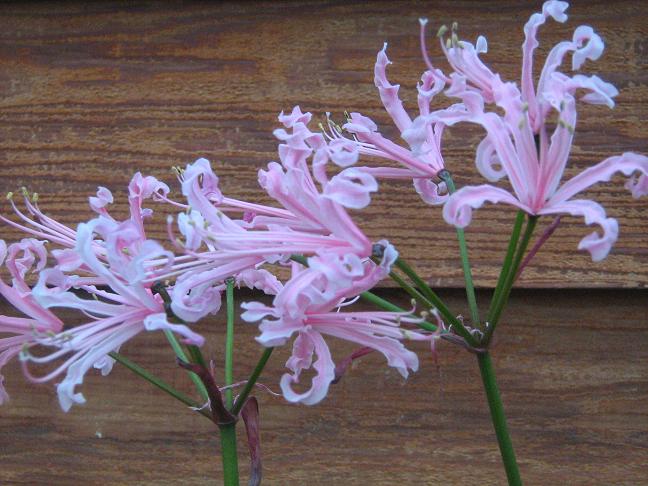  Nerine peersii 'Major' 