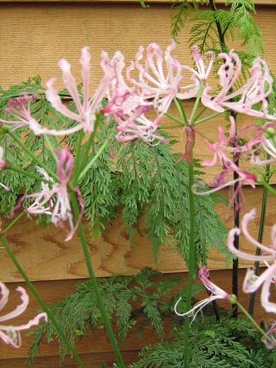  Nerine peersii 'Toorwaterspoort' 