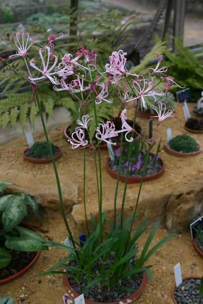  Nerine peersii 'Toorwaterspoort' 