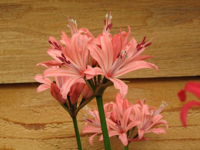  Nerine 'Incarol' 