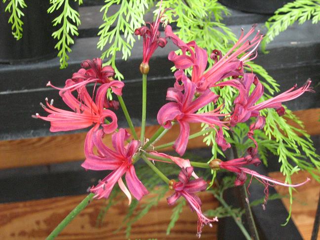  Nerine 'Isa' 