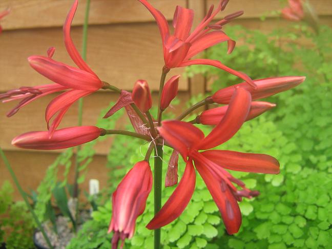  Nerine 'Isa' 