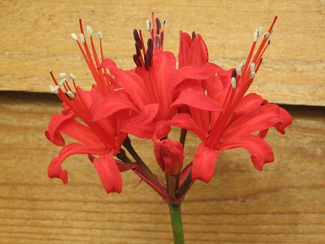  Nerine 'Kartoum' 