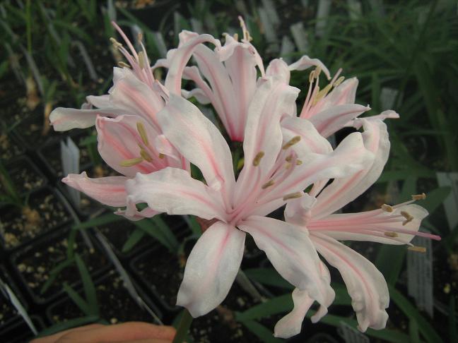  Nerine 'King of the Belgians' 