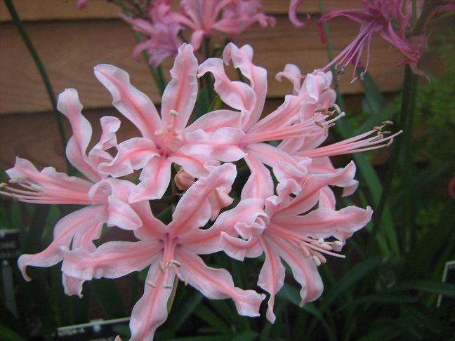  Nerine 'Kylie' 