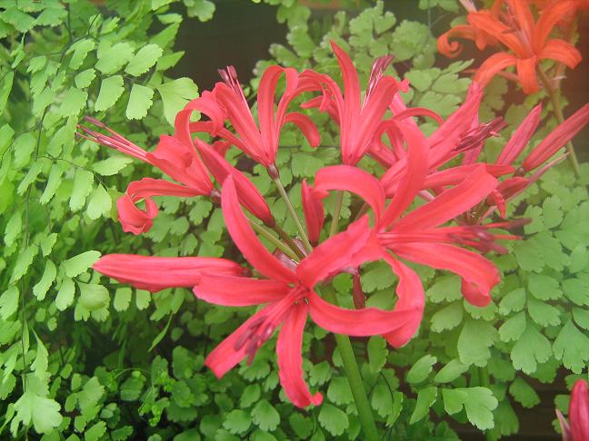  Nerine 'Lady StAudwyn' 