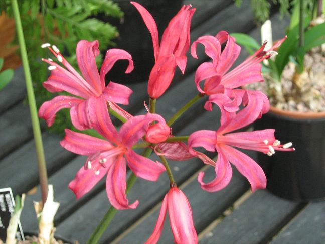  Nerine 'Lamousmee' 