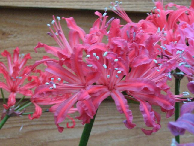  Nerine 'Lavant' 