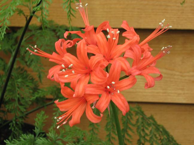  Nerine 'Louis II' 