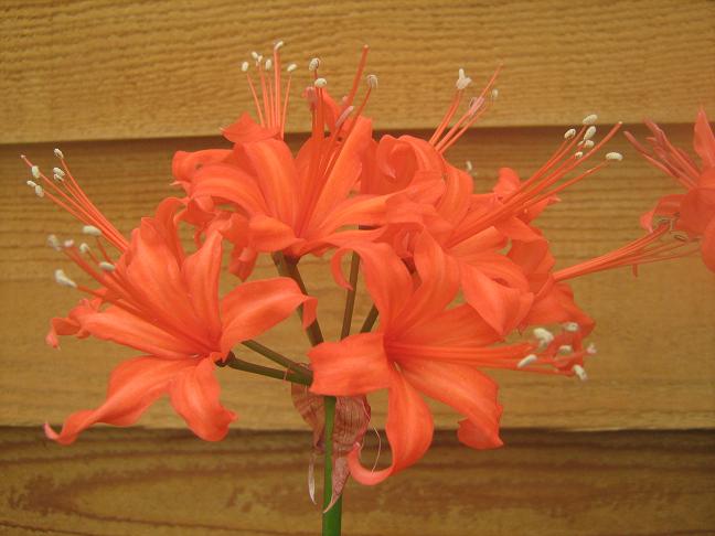  Nerine 'Louis II' 