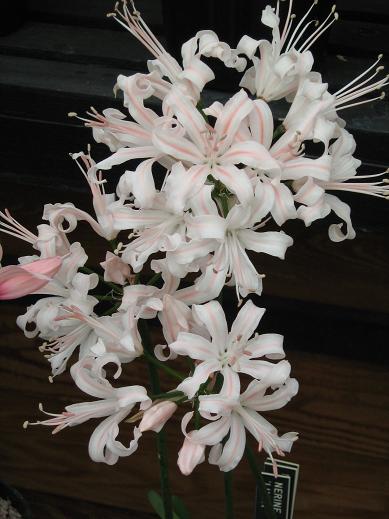  Nerine 'Lucia' 