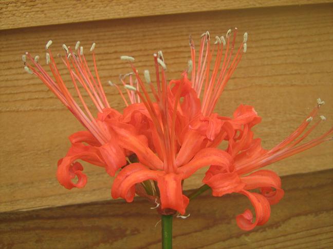  Nerine 'Salmon Perfection' 