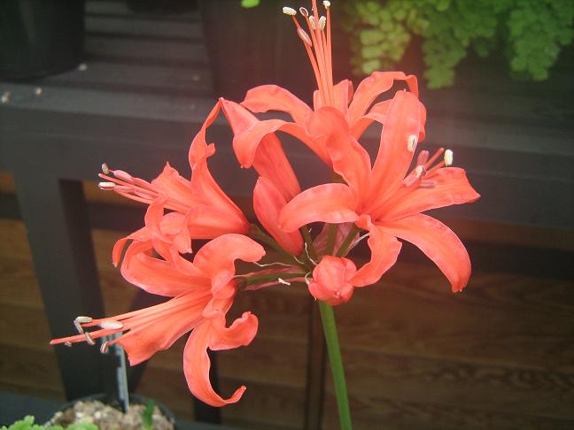  Nerine 'Salmon Trout' 