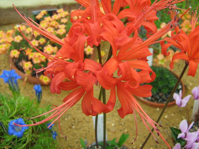  Nerine sarniensis var corusca 